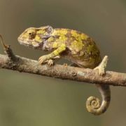 Chameleon, Old World lizards, Tanzania