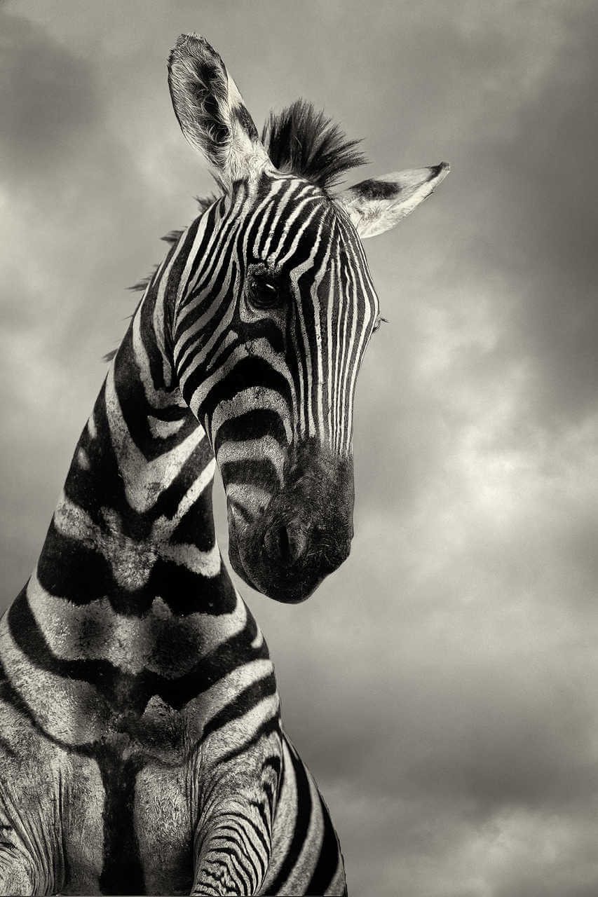 Zebra Looking Down Fine Art Photography Auckland
