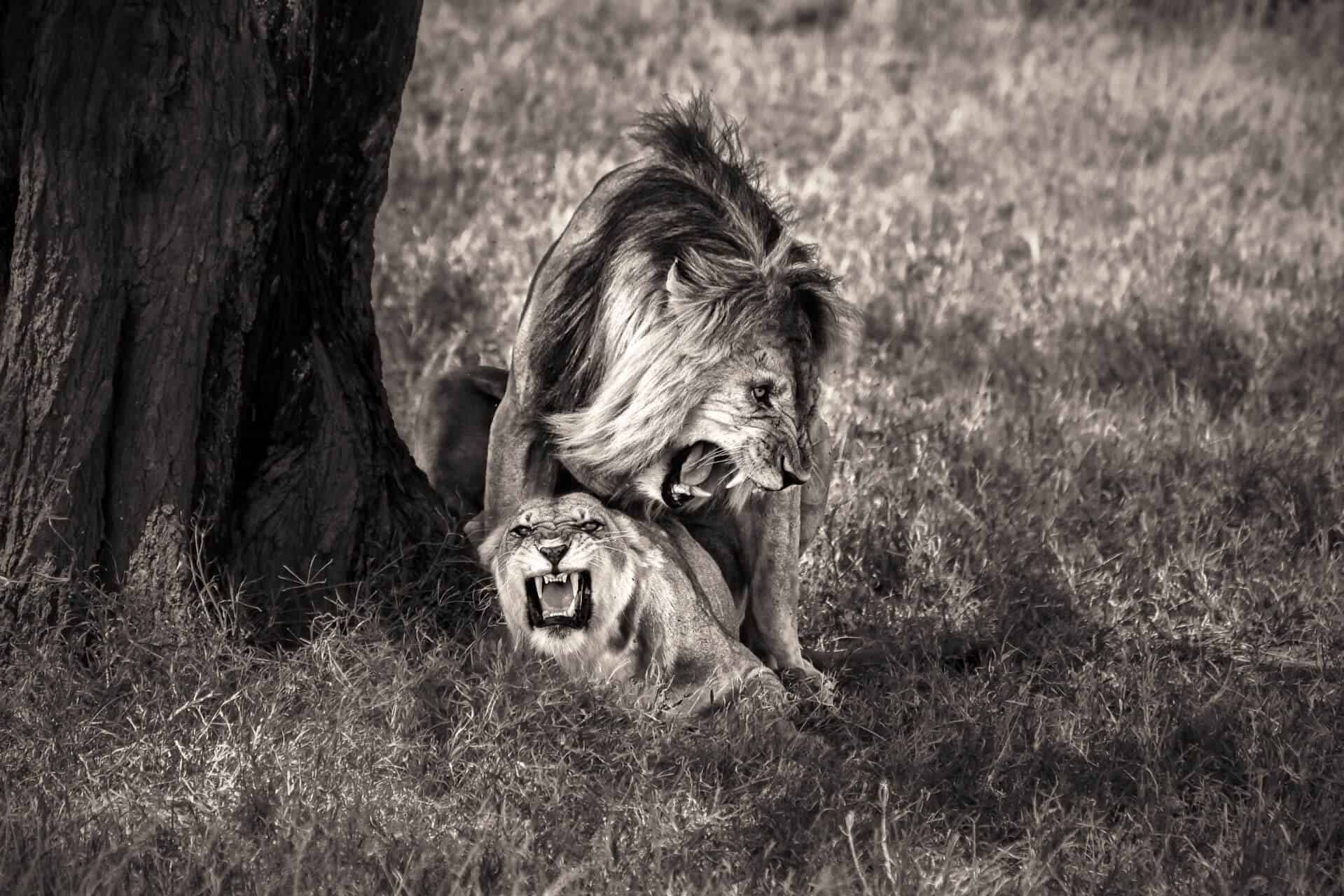 Lions Mating Shop now