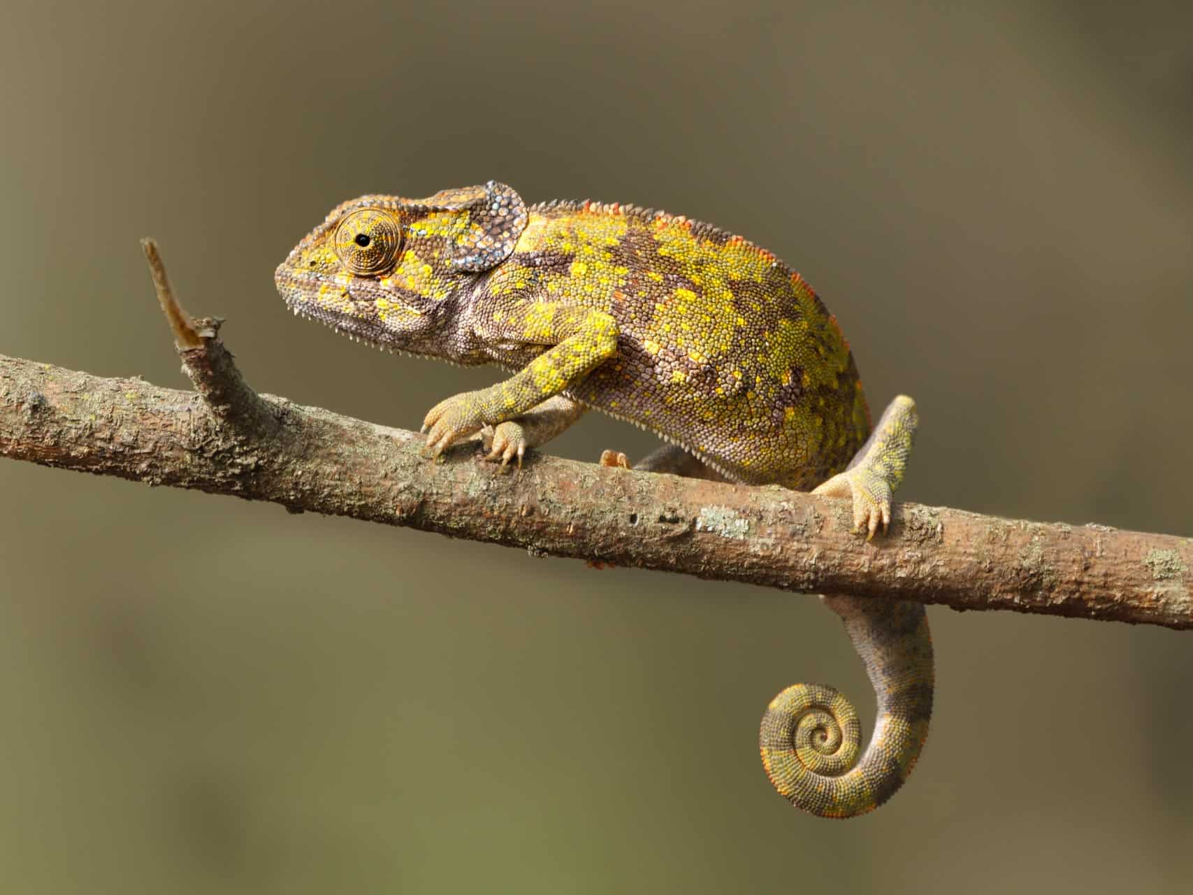 Wildlife Photographer Auckland Chameleon Old world lizard