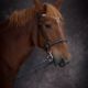 Horse Portrait photo - Auckland