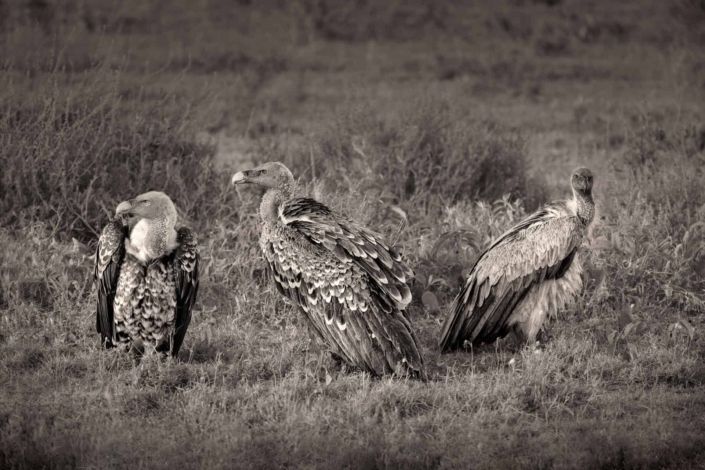 Vultures - Serengeti National Park, Tanzania