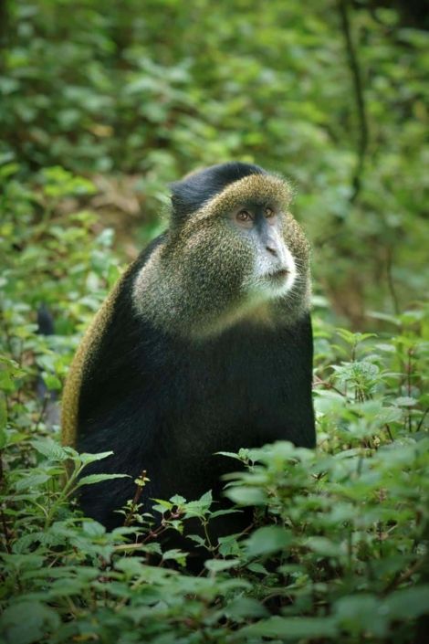 Golden Monkey - Rwanda