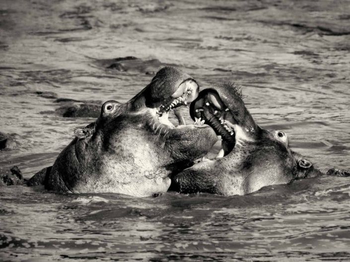 Hippos Playing
