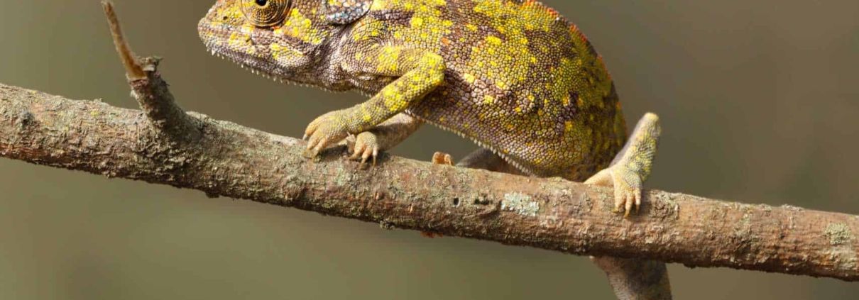 Chameleon, Old World lizards, Tanzania