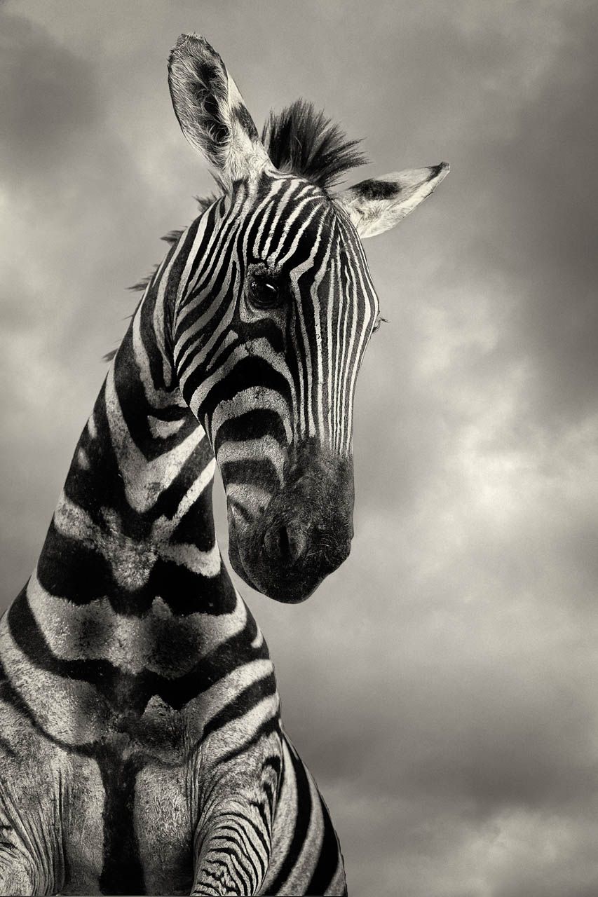 Zebra Looking Down